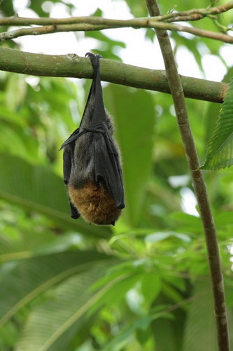 Bat - ������� ���� ���� 41