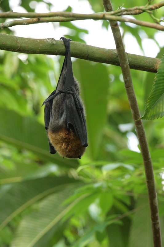 Bat - ������� ���� :: ���������� 2