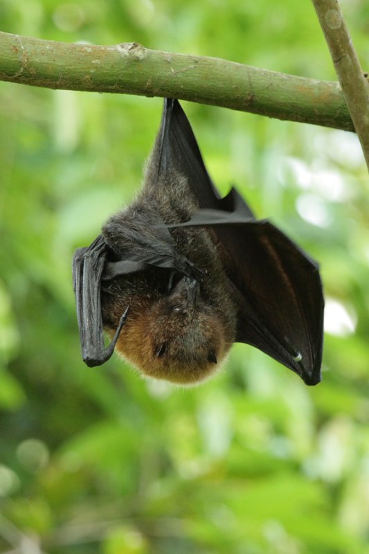 Bat - ������� ���� :: ���������� 2