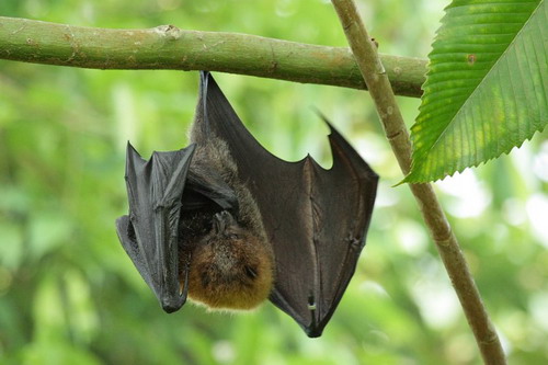 Bat - ������� ���� ���� 43