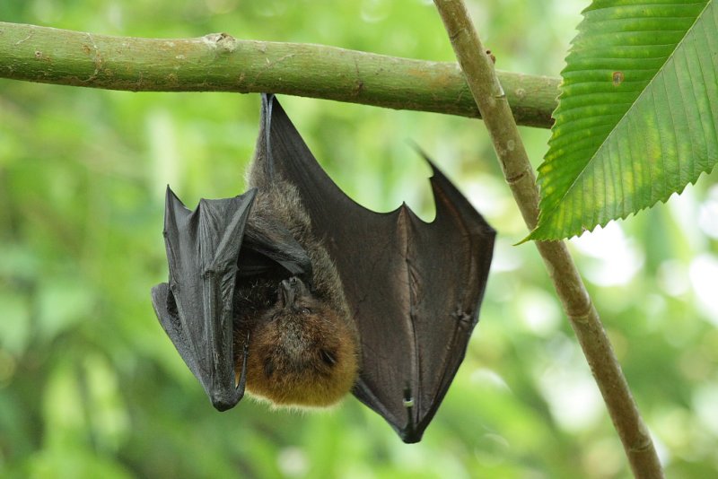 Bat - ������� ���� :: ���������� 2