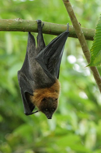 Bat - ������� ���� ���� 44