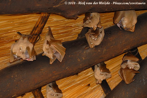 Bat - ������� ���� ���� 45