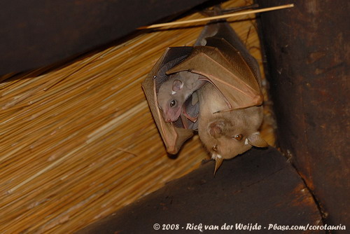 Bat - ������� ���� ���� 46