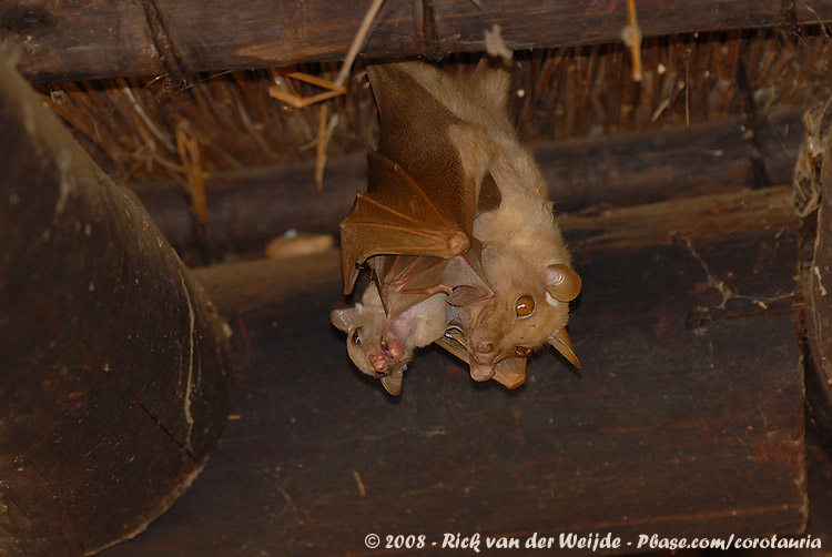 Bat - ������� ���� :: ���������� 2
