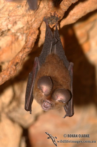 Bat - ������� ���� ���� 48