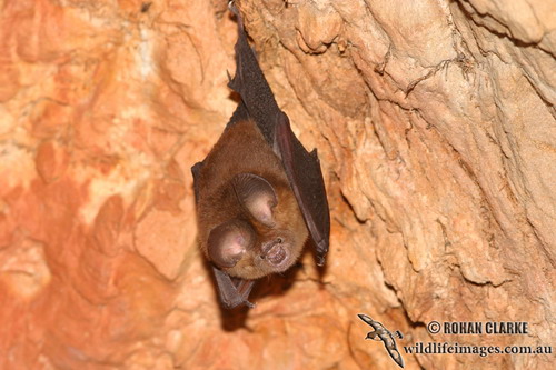 Bat - ������� ���� ���� 49