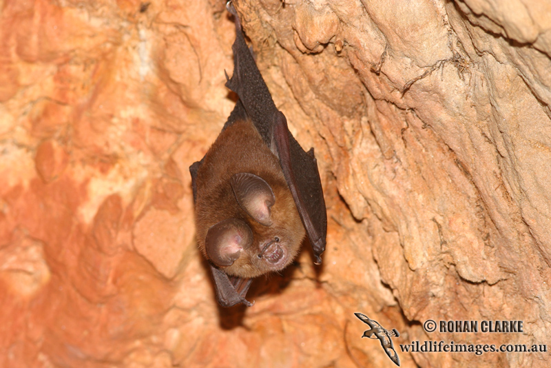 Bat - ������� ���� :: ���������� 2