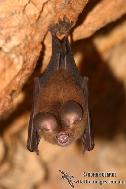 Bat - ������� ���� :: ���������� 2