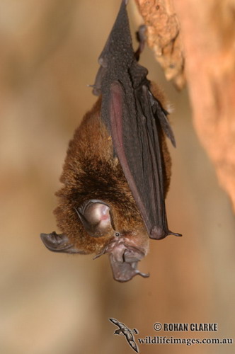 Bat - ������� ���� ���� 51