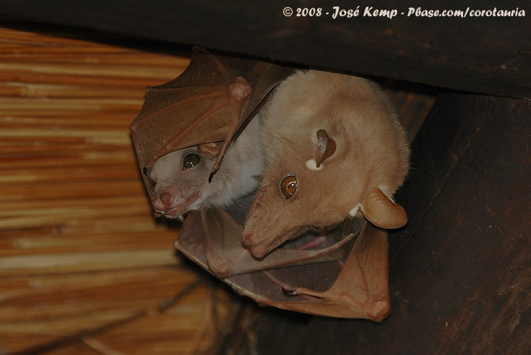 Bat - ������� ���� :: ���������� 2