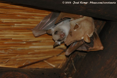 Bat - ������� ���� ���� 53