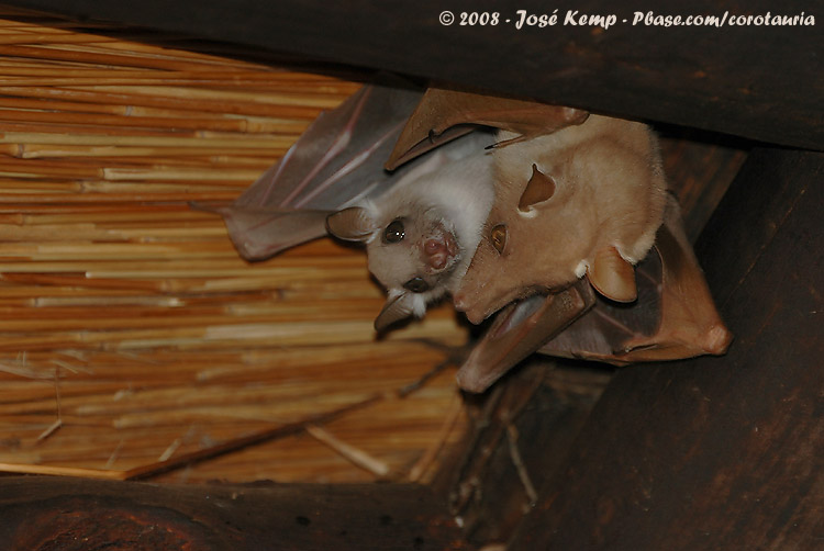 Bat - ������� ���� :: ���������� 2