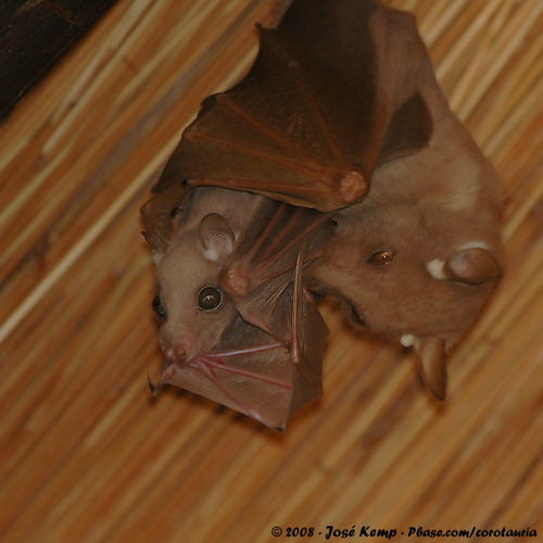 Bat - ������� ���� ���� 54