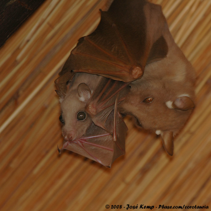 Bat - ������� ���� :: ���������� 2