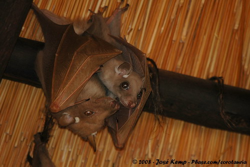 Bat - ������� ���� ���� 55