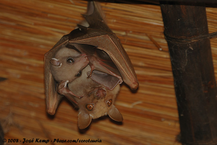 Bat - ������� ���� :: ���������� 2