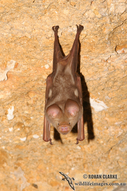 Bat - ������� ���� :: ���������� 2