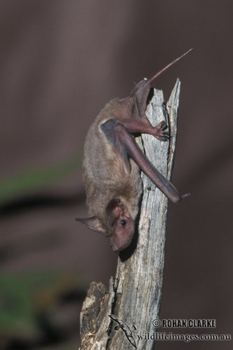 Bat - ������� ���� ���� 59