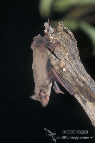 Bat - ������� ���� ���� 60