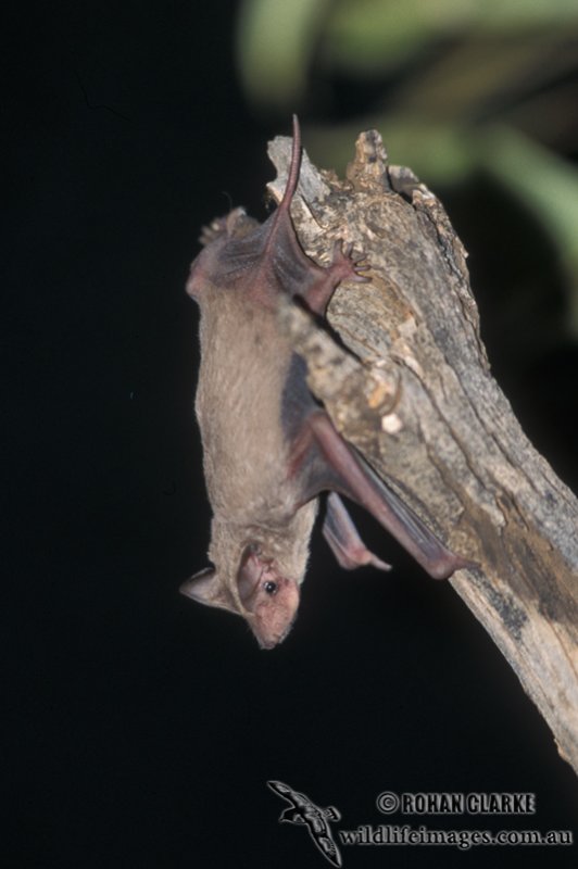 Bat - ������� ���� :: ���������� 2