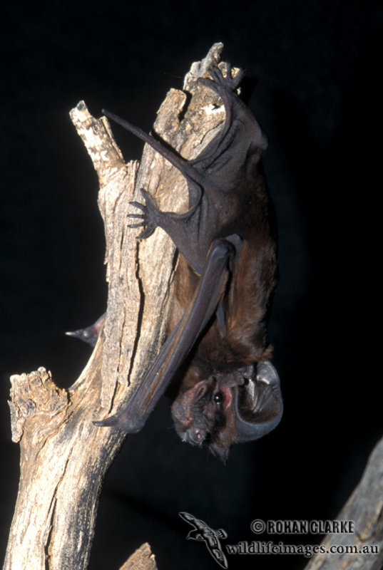 Bat - ������� ���� :: ���������� 2