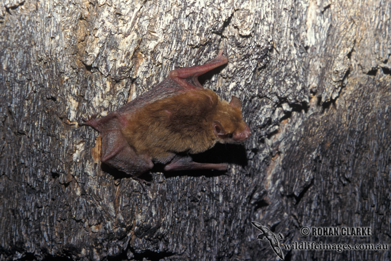 Bat - ������� ���� :: ���������� 2