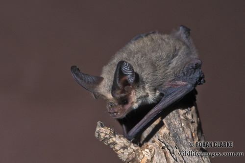 Bat - ������� ���� ���� 63