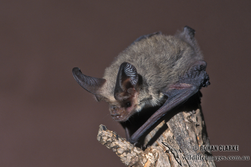 Bat - ������� ���� :: ���������� 2