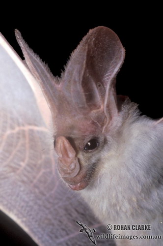 Bat - ������� ���� ���� 64