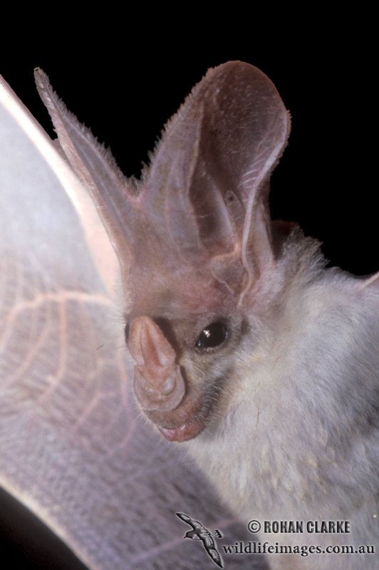 Bat - ������� ���� :: ���������� 2
