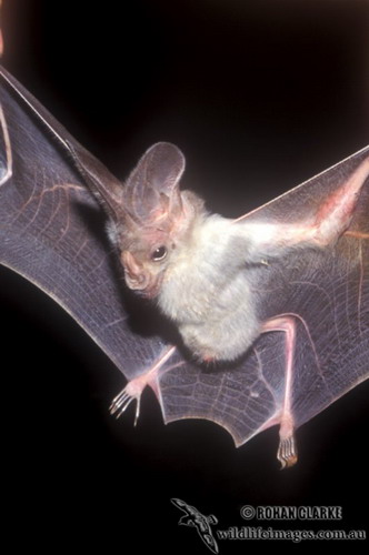 Bat - ������� ���� ���� 65