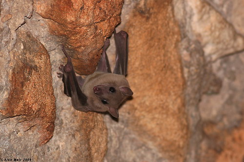 Bat - ������� ���� ���� 66