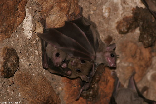 Bat - ������� ���� ���� 67