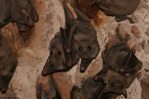 Bat - ������� ���� ���� 68
