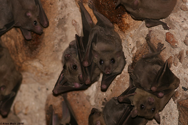 Bat - ������� ���� :: ���������� 2