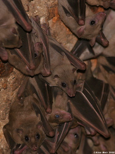 Bat - ������� ���� ���� 69