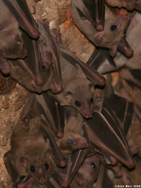 Bat - ������� ���� :: ���������� 2