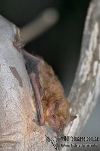 Bat - ������� ���� ���� 70