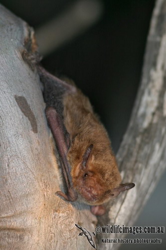 Bat - ������� ���� ���� 71