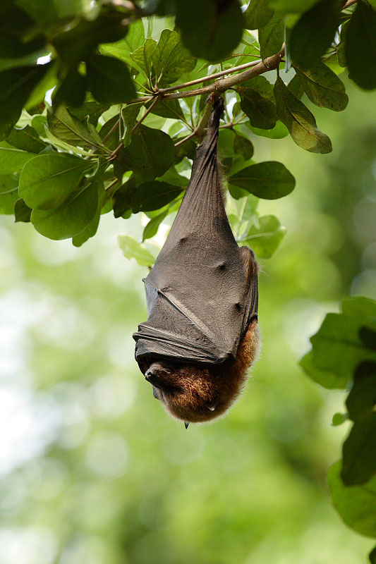 Bat - ������� ���� :: ���������� 2