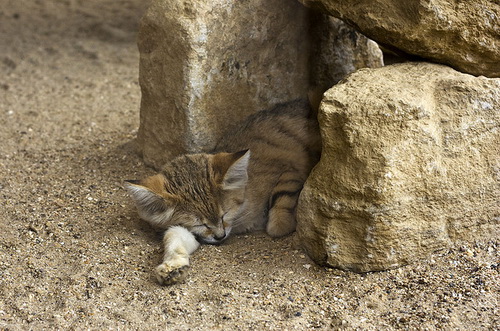 Песочная Кошка – Фялиса Маргарита фото 5