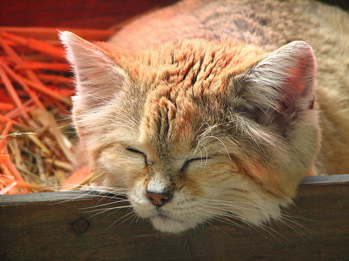 Песочная Кошка – Фялиса Маргарита фото 11