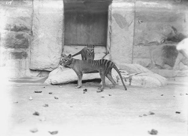 Thylacinus cynocephalus - ������������ ���� :: ���������� 2
