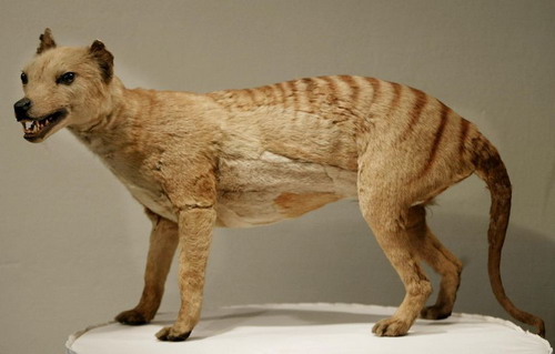 Thylacinus cynocephalus - ������������ ���� ���� 7
