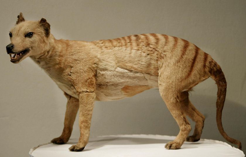 Thylacinus cynocephalus - ������������ ���� :: ���������� 2