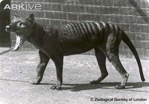 Thylacinus cynocephalus - ������������ ���� ���� 14