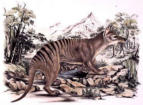 Thylacinus cynocephalus - ������������ ���� ���� 17