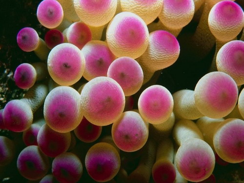 ������� :: ��������� ��� ���� 34
