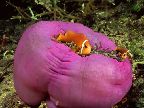��������� ��� ���� 4